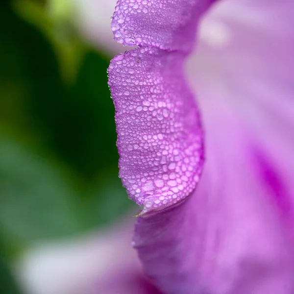 Purpurowe Płatki Chwały Morning Kroplami Wody — Zdjęcie stockowe