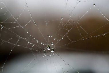 Bahçesinde su damlaları olan örümcek ağı