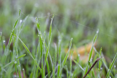 Bitkiler ve yapraklar su damlalarıyla