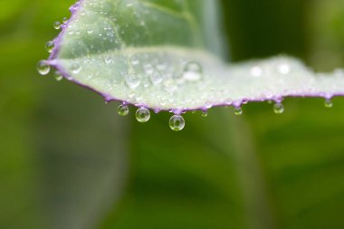 Su damlaları ve doğal arkaplan içeren lahana yaprağı