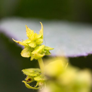 Bitkiler ve yapraklar su damlalarıyla