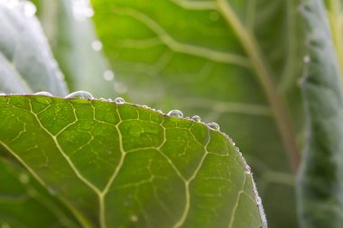 Su damlaları ve doğal arkaplan içeren lahana yaprağı