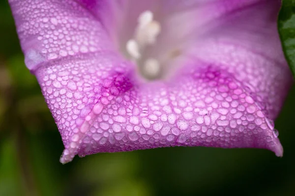 Purple Morning Pétalos Gloria Con Gotas Agua —  Fotos de Stock