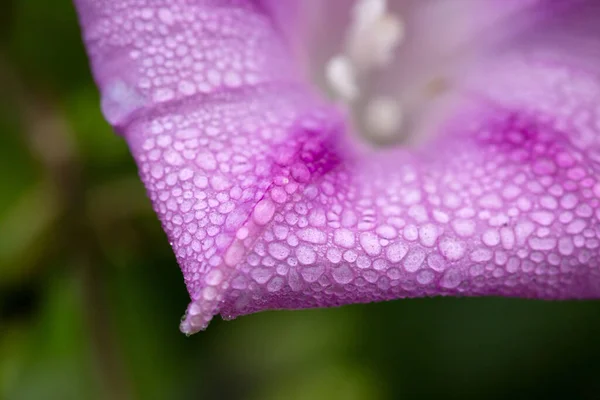 Purpurowe Płatki Chwały Morning Kroplami Wody — Zdjęcie stockowe