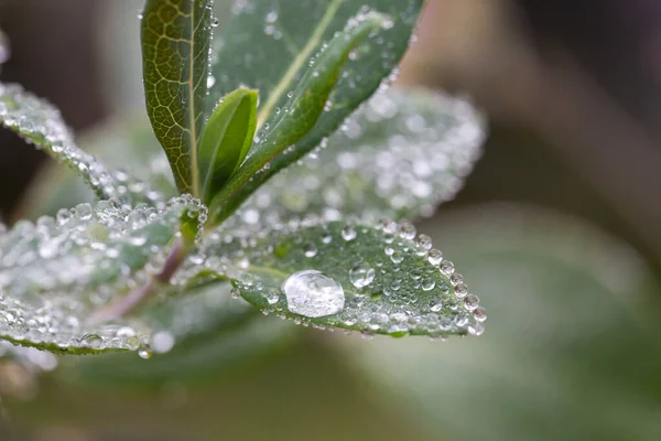 Plantes Feuilles Avec Gouttes Eau — Photo