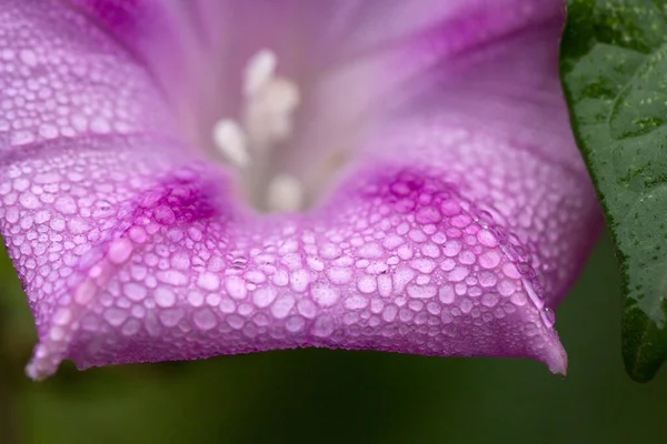 Purple Morning Pétalos Gloria Con Gotas Agua —  Fotos de Stock