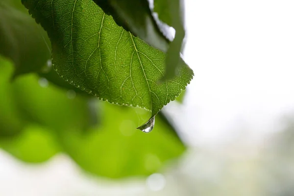 Plantes Feuilles Avec Gouttes Eau — Photo