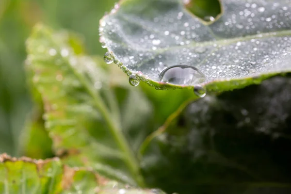 Plantes Feuilles Avec Gouttes Eau — Photo