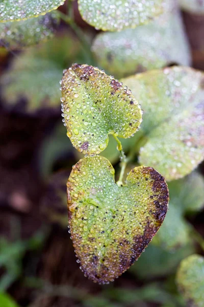 Plants Leaves Water Drops — Stock Photo, Image