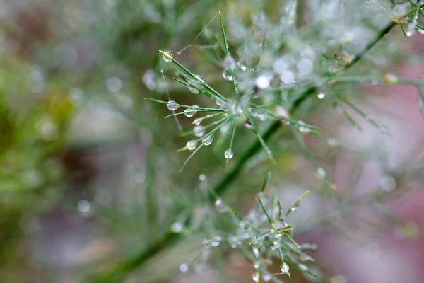 Plants Leaves Water Drops — Stock Photo, Image