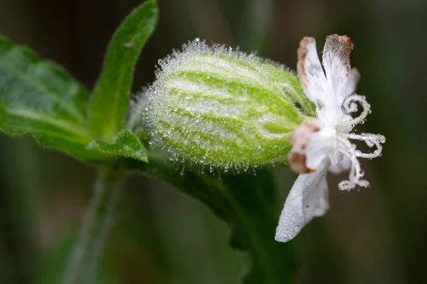 Campion Blanc Silene Latifolia Fleur Avec Gouttes Eau — Photo