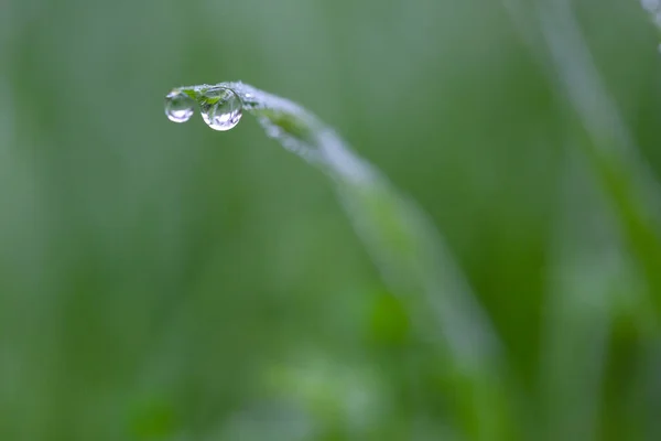 Plants Leaves Water Drops — Stock Photo, Image