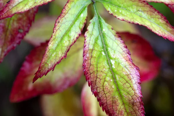 Planten Bladeren Met Waterdruppels — Stockfoto