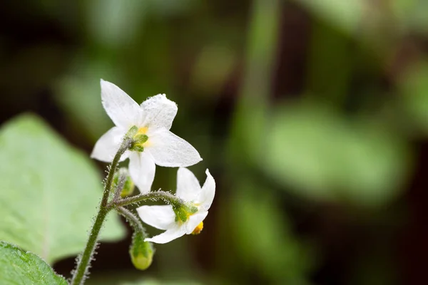 Яичный Цветок Естественном Фоне — стоковое фото