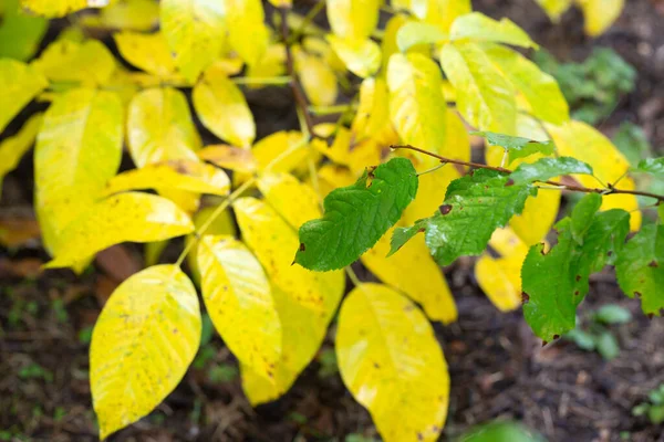 Piante Foglie Con Gocce Acqua — Foto Stock