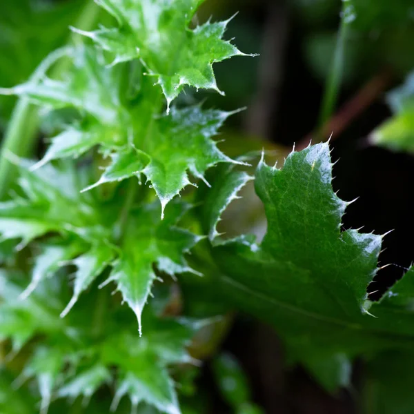 Composition Abstraite Texture Des Feuilles Des Plantes — Photo