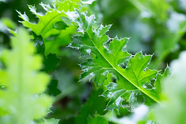 葉や植物の抽象的な構成と質感 — ストック写真