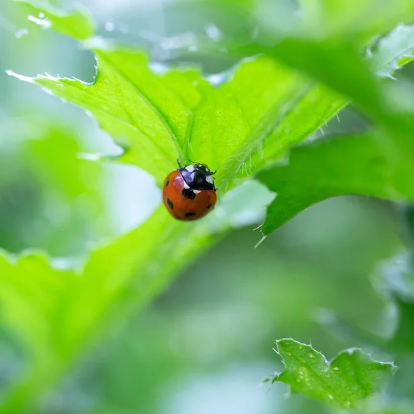 Ladybug Leaf Natural Background — Stock Photo, Image