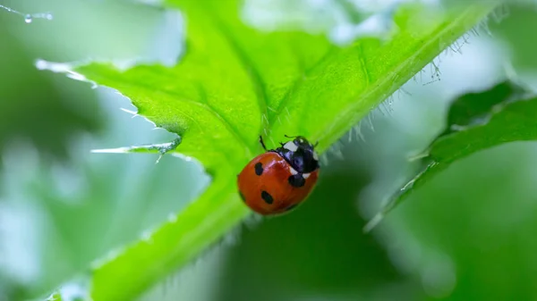 Mariquita Sobre Una Hoja Con Fondo Natural —  Fotos de Stock