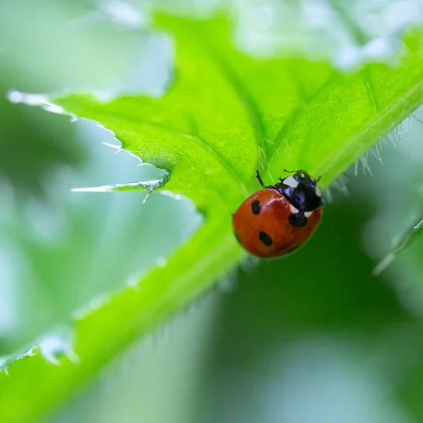 Mariquita Sobre Una Hoja Con Fondo Natural —  Fotos de Stock