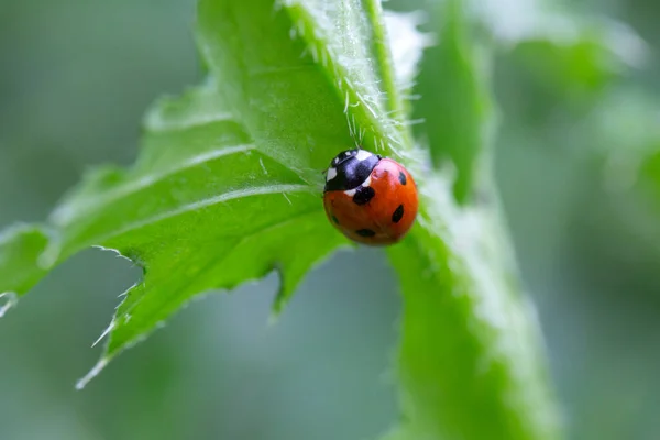 自然の背景を持つ葉の上のLadybug — ストック写真