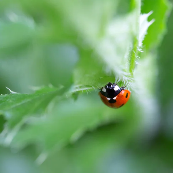 Ladybug Leaf Natural Background — Stock Photo, Image
