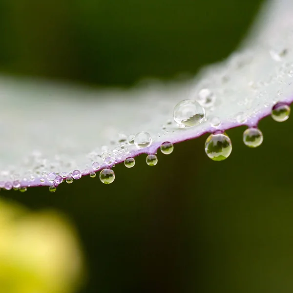 水滴と自然の背景を持つキャベツの葉 — ストック写真