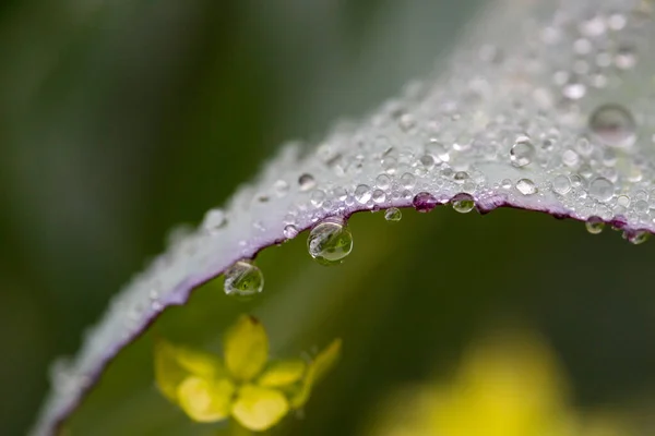 Kohlblatt Mit Wassertropfen Und Natürlichem Hintergrund — Stockfoto