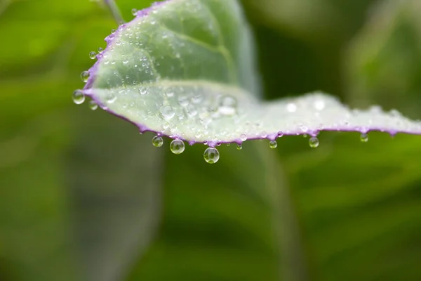 Kohlblatt Mit Wassertropfen Und Natürlichem Hintergrund — Stockfoto