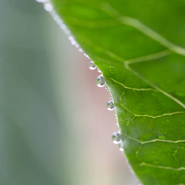 水滴と自然の背景を持つキャベツの葉 — ストック写真