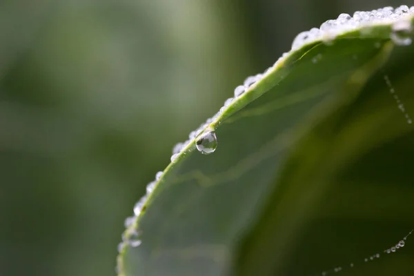 Cabbage Leaf Water Drops Natural Background — Stock Photo, Image