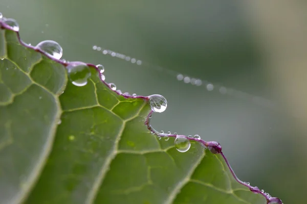 Kohlblatt Mit Wassertropfen Und Natürlichem Hintergrund — Stockfoto