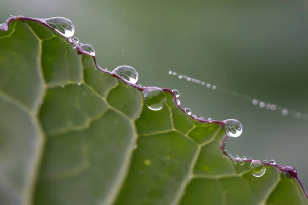 Kohlblatt Mit Wassertropfen Und Natürlichem Hintergrund — Stockfoto