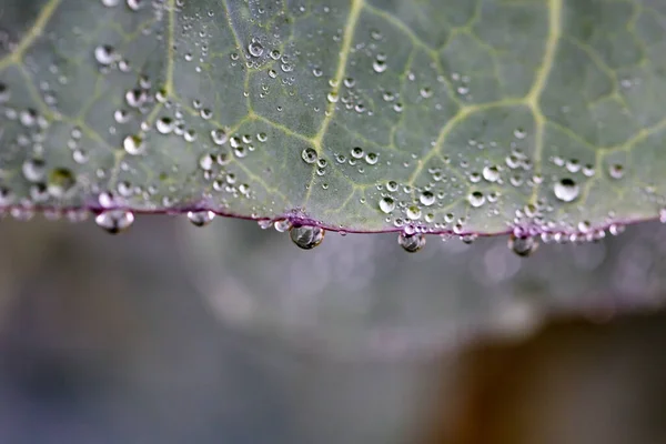 Liść Kapusty Kroplami Wody Naturalnym Tłem — Zdjęcie stockowe