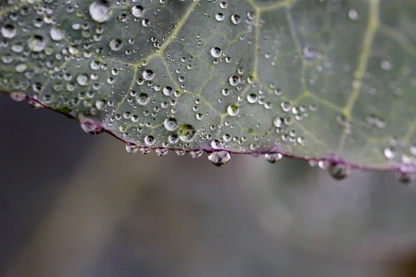 Feuille Chou Avec Gouttes Eau Fond Naturel — Photo