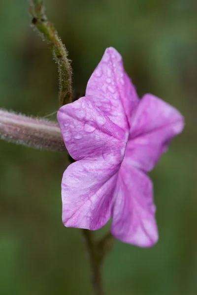 Fiore Tabacco Nicotiana Alata Giardino — Foto Stock