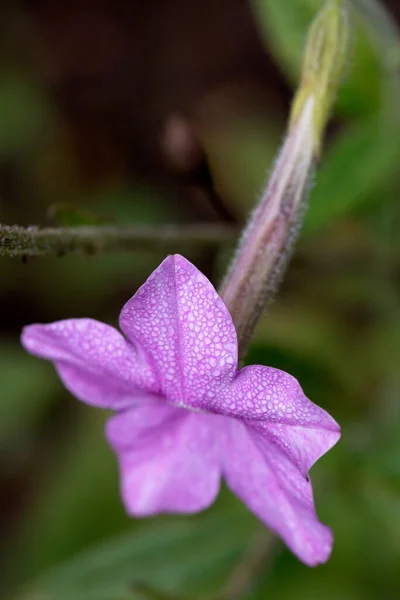 Bahçede Tütün Çiçeği Nicotiana Alata — Stok fotoğraf