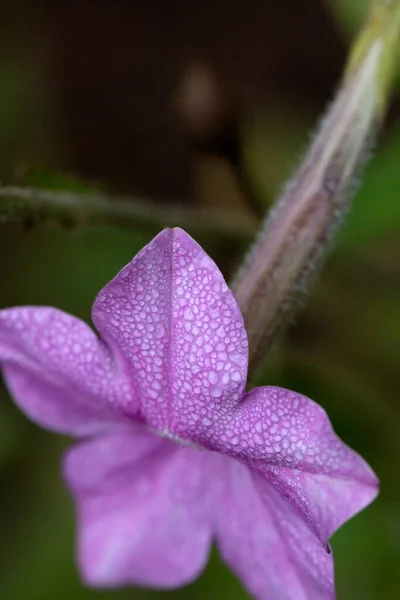 Bahçede Tütün Çiçeği Nicotiana Alata — Stok fotoğraf