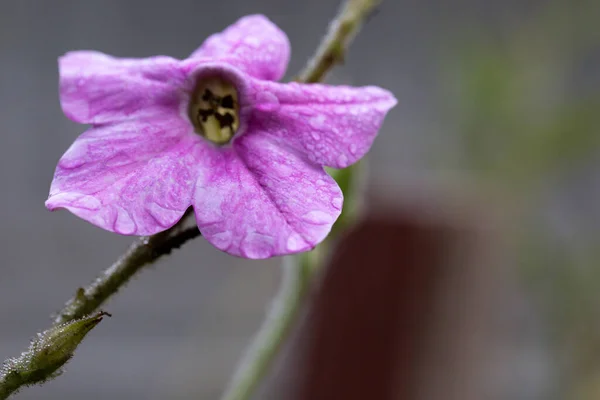 花园里的烟草花 Nictiana Alata — 图库照片