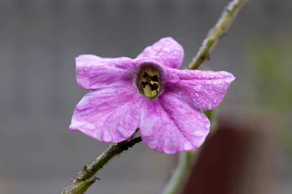 Bahçede Tütün Çiçeği Nicotiana Alata — Stok fotoğraf