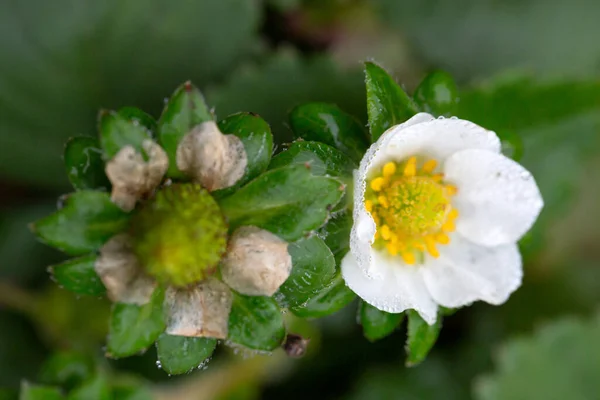 Erdbeerblüte Mit Wassertropfen Und Natürlichem Hintergrund — Stockfoto