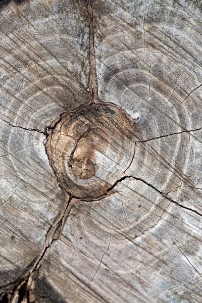 Wood Texture Tree Trunk — Stock Photo, Image