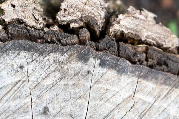Tekstura Drewna Pniu Drzewa — Zdjęcie stockowe