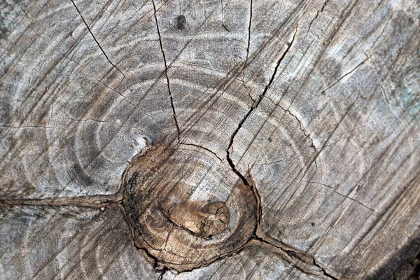 Textura Madeira Tronco Árvore — Fotografia de Stock