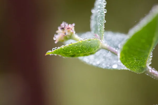 Plantes Feuilles Avec Gouttes Eau — Photo