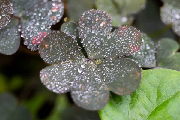 Plants Leaves Water Drops — Stock Photo, Image