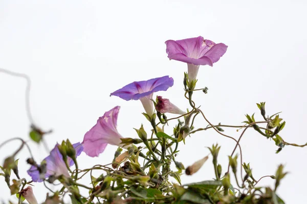 Μοβ Λουλούδι Δόξα Πρωί Λεπτομέρειες Και Φυσικό Υπόβαθρο — Φωτογραφία Αρχείου