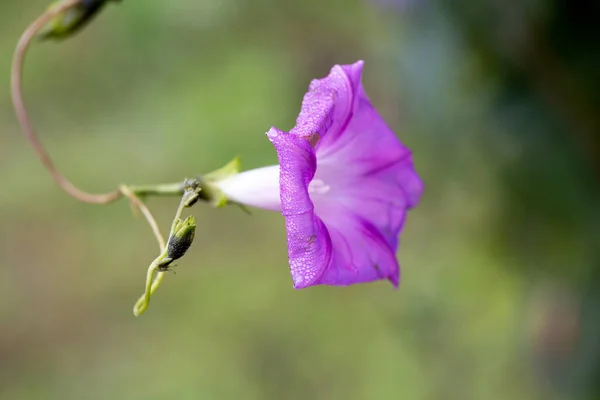 Purple Morning Flor Glória Com Detalhes Fundo Natural — Fotografia de Stock