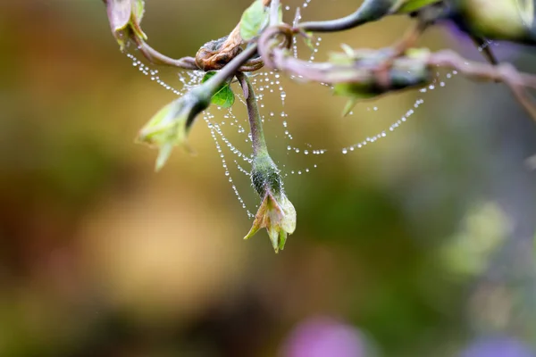 Purpurowy Rano Chwała Kwiat Detalami Naturalnym Tle — Zdjęcie stockowe