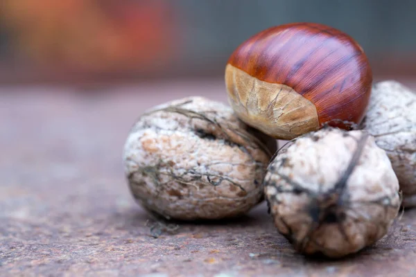 Sweet Chestnut Walnuts Rusty Table — Stock Photo, Image